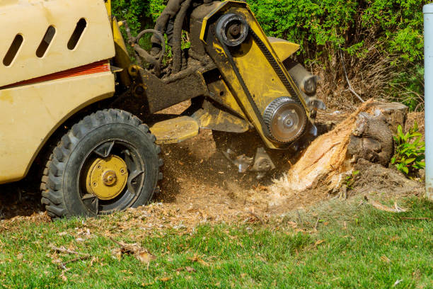 Best Palm Tree Trimming  in Chleston, AR